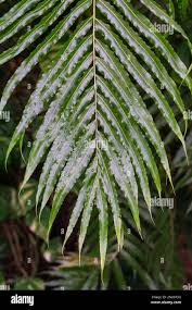 Image result for Stenochlaena