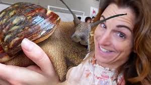 Check spelling or type a new query. Largest Snail In The World Italian Reptile Show Brian Barczyk Youtube