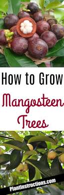 Its origin is uncertain due to widespread prehistoric cultivation. How To Grow Mangosteen Trees Plant Instructions