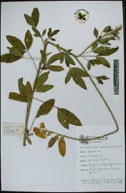 Image result for Crotalaria micans