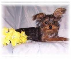 But padded so biloculate was she that there. Puppyfinder Com Yorkiepoo Puppies Puppies For Sale And Yorkiepoo Dogs For Adoption Near Me In Michigan Usa Page 1 Displays 10