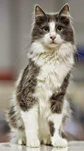 Cute Dogs And Cats Amazing 5 Cat Breeds With Long Lifespans Angora Cats Cute Cats And Dogs Cat Breeds