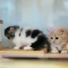 Bimbi Belli Video Kediler Ve Yavrulari Sevimli Kedi Yavrulari Sevimli Kediler