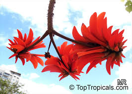 Image result for Erythrina lysistemon