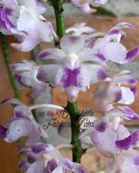 Aerides Odorata X Aerides Houlletiana