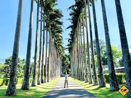 Über 4000 pflanzenarten sind im botanischen garten in kandy zu finden. Kandy In Sri Lanka Anreise Tipps Top 8 Aktivitaten Unaufschiebbar De