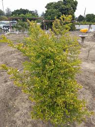 Image result for Carissa spinarum