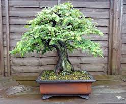 Check spelling or type a new query. Redwoods Metasequoia Sequoia Bonsai Empire