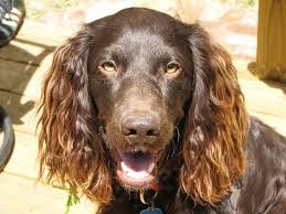 Cavaliers have an even temper, and a sweet, gentle face with big, round eyes. 6 Boykin Spaniel Temperament Traits Plus Puppy Buying Advice And More