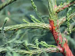 Die japanische sicheltanne ist eine in unseren breiten eher selten gepflanzte koniferen. Japanische Sicheltanne Rasen Cryptomeria Japonica Rasen Baumschule Horstmann