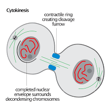 What happens during cytokinesis 2. Cytokinesis Wikipedia