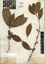 Image result for Coffea mufindiensis