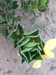 Image result for Barleria holubii