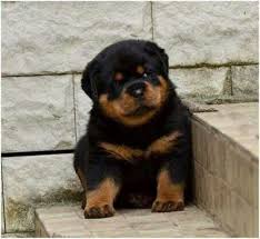 Bebek Rottweiler Kopek Puppies Rottweiler Dog Pets