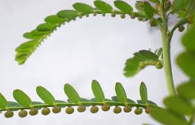 Image result for Phyllanthus parvus