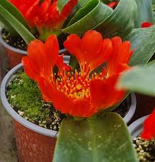 Image result for Daubenya