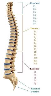 The thin, rectangular spinous process extends posteriorly from the vertebral arch toward the skin of the back. Vertebrae Etobicoke Interactive Spine Kipling Chiropractic Centre