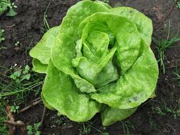 Image result for Lactuca sativa