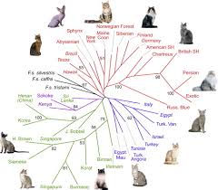 The Ascent Of Cat Breeds Genetic Evaluations Of Breeds And
