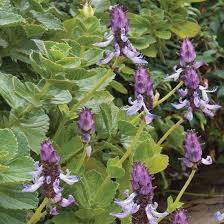 Image result for Coleus caninus