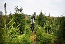 Giving your christmas tree the right amount of water is vital to it staying healthy looking throughout the holiday season. Crucial Christmas Tree Hack That Will Make It Last Six Weeks Without Dying Daily Record