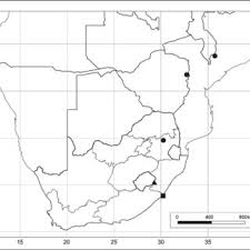 Image result for Amauropelta bergiana