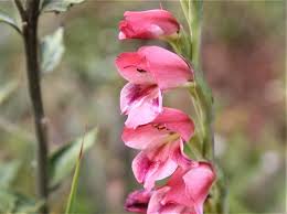 Image result for Gladiolus crassifolius