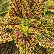 Image result for Coleus zombensis