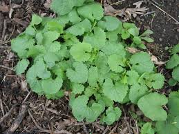 Image result for Setaria petiolata