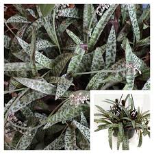 Image result for Ledebouria Unidentified sp. no6.