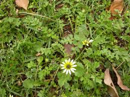 Turf Weed Identification Living Turf