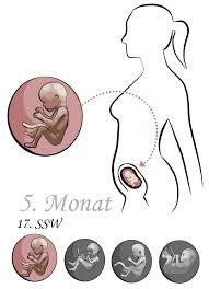 Ultraschall vom bauch ab wann. 17 Ssw 17 Schwangerschaftswoche Bauch Ultraschall Baby