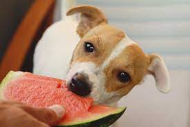 Melon can dogs eat watermelon. Can Dogs Eat Watermelon Seeds Or The Rind Dog Carion