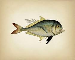 Befuddled 1801 Fish Drawing Cleftbelly Trevally 8x10 Fine Art Print Of A Vintage Natural History Antique Illustr Fish Drawings Antique Illustration Fish Art