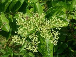 Image result for Premna velutina