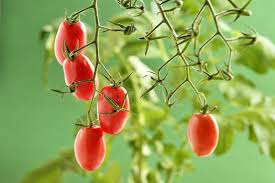 Image result for tomato Piccadilly