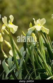 Image result for Moraea spathulata