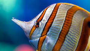Sitting in a discount office chair in your cubicle is certainly no way to test your limits. How Long Can Marine Fish Go Without Food Reef Builders The Reef And Saltwater Aquarium Blog