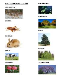 Los factores bióticos pueden ser por ejemplo animales como la vaca, el caballo o insectos como la abeja o las lombrices y para su subsistencia necesitan de factores abióticos como son el agua. 10 Factores Bioticos 10 Factores Abioticos