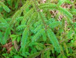 Tamarack, tall lodgepole pine, interior lodge. Adirondack Trees