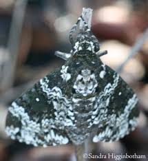 Image result for Mimulopsis runssorica