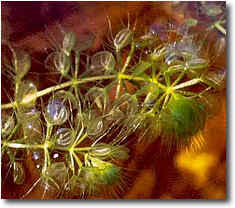 Image result for Aldrovanda