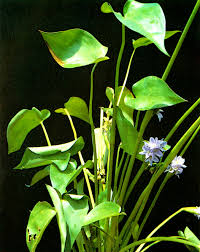 Image result for Monochoria