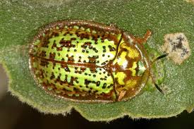 Image result for Solanum lichtensteinii