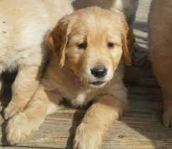 He is still vibrant and should provide several more years of enjoyment for a family. Golden Retriever Puppy For Sale In Lyons Ks Adn 46035 On Puppyfinder Com Gender Male Age 1 Week O Puppies For Sale Golden Retriever Golden Retriever Puppy