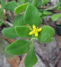 Image result for Tetragonia calycina