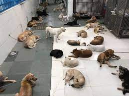 Fill out your postcode below to check the level of service at your nearest pdsa pet hospital. Is There Any Ngo For Stray Dog Adoption For Treatment In Delhi Quora