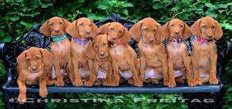 Find local vizsla puppies for sale and dogs for adoption near you. Vizsla Breeder Registry Vizsla Breeders Kentucky Usa Vizslas Vizsla Puppies Vizsla Breeder Registry Jayney S Creative Works Jcw