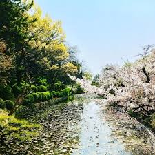 北岡 和也 Kazuya Kitaokaさんはinstagramを利用しています 今年もこの時期 青空に桜満開 愛媛県 松山市 松山市制130周年 道後公園 道後温泉 松山城 桜 お花見 花見 Cherryblossom 松山 Castle Outdoor Water