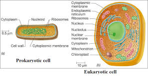 Labeled picture of prokaryotic cell. Prokaryotic Cell And Eukaryotic Cell Diagrams Biology Cell The Unit Of Life 13447281 Meritnation Com
